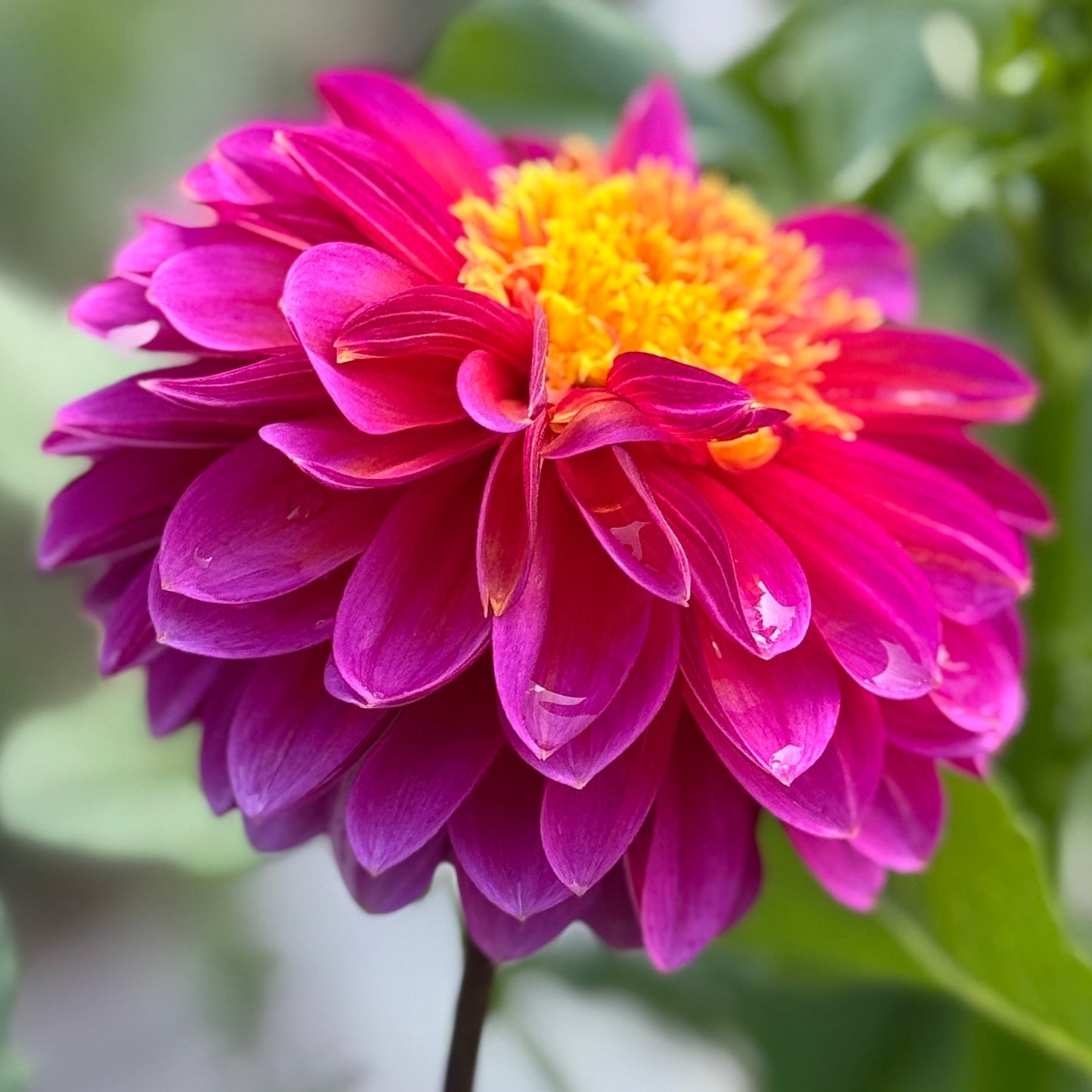 Purple flower with yellow center on a blurred green background. wannabee dahlia tuber