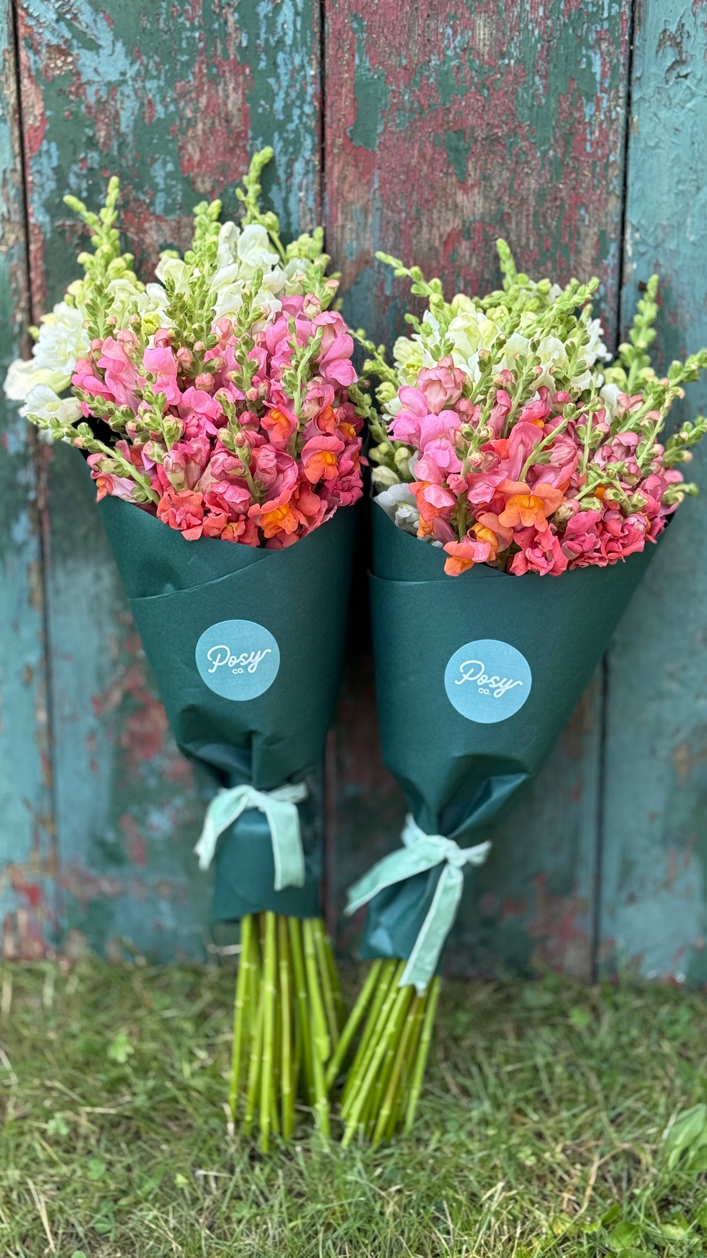 Wrapped Snapdragon Bouquet Pre-Order