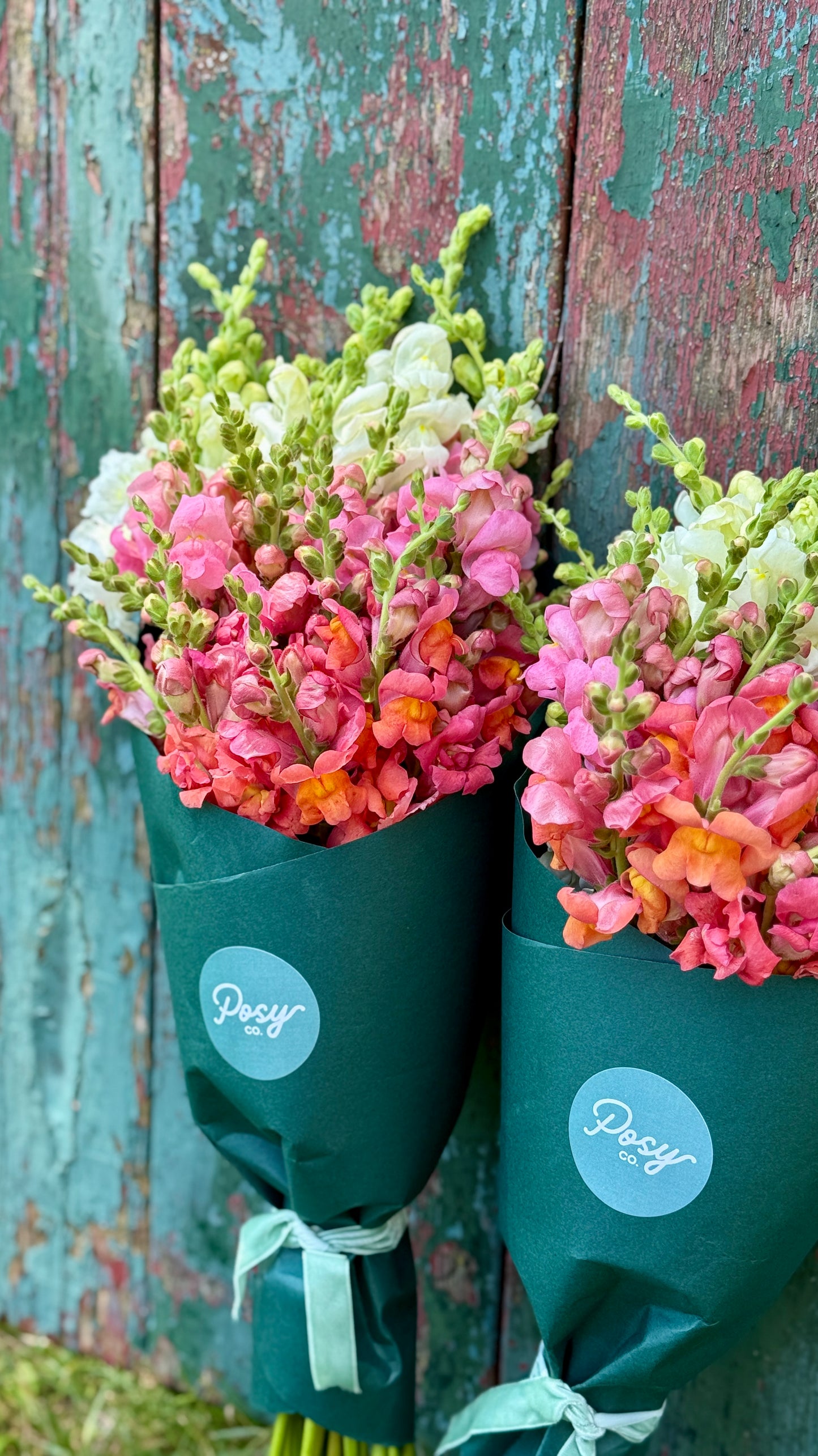 Wrapped Snapdragon Bouquet Pre-Order