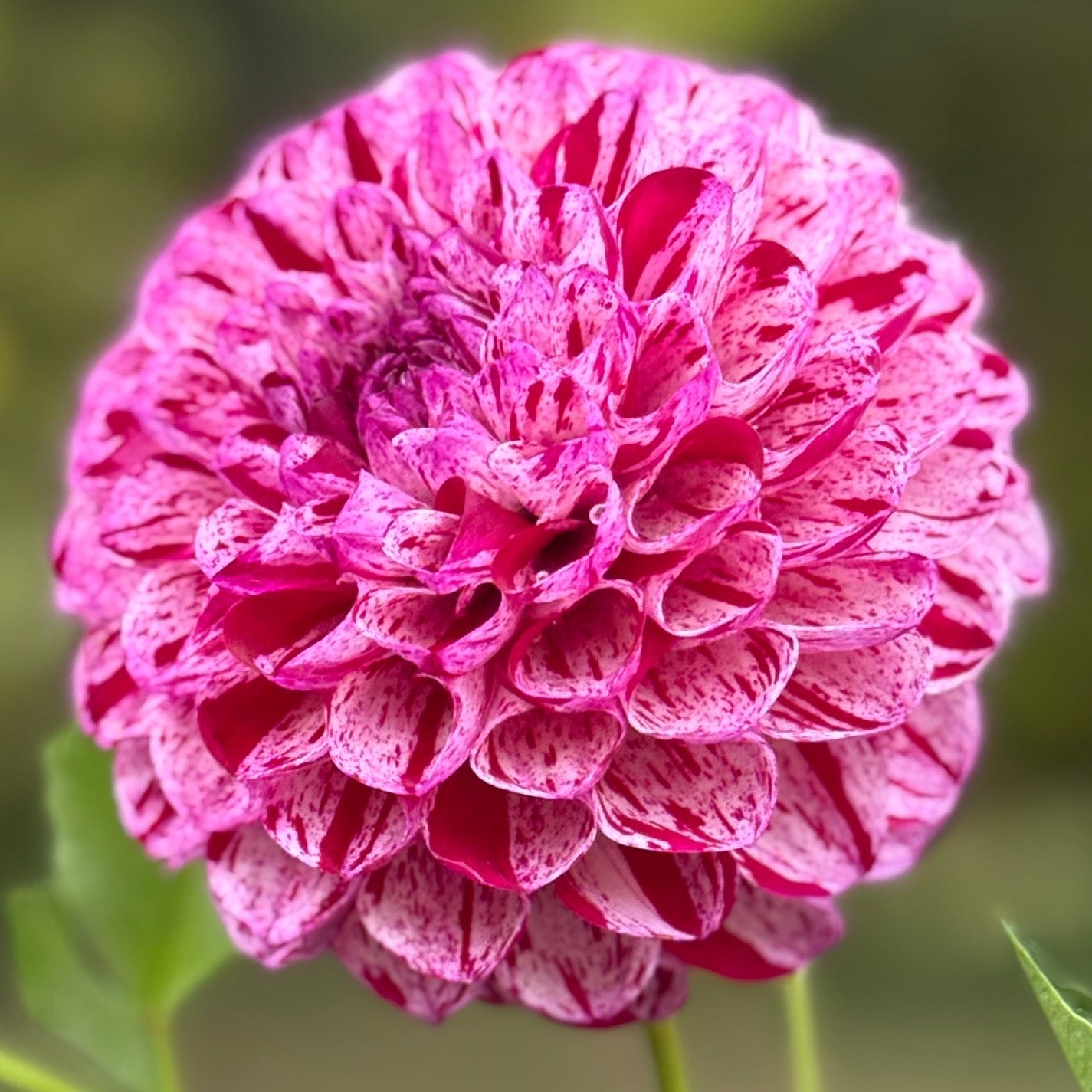 Pink flower with green leaves against a blurred natural background