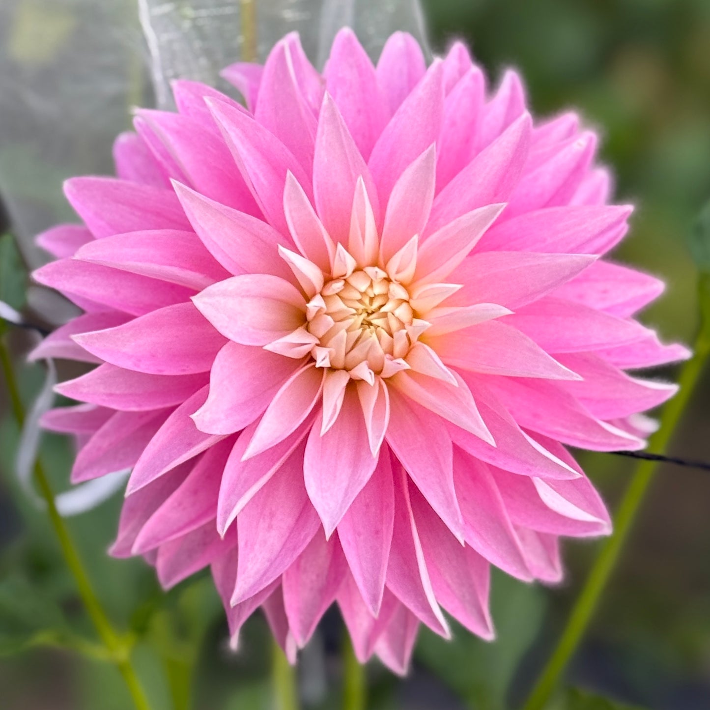 Close-up of a pink flower with a blurred green background