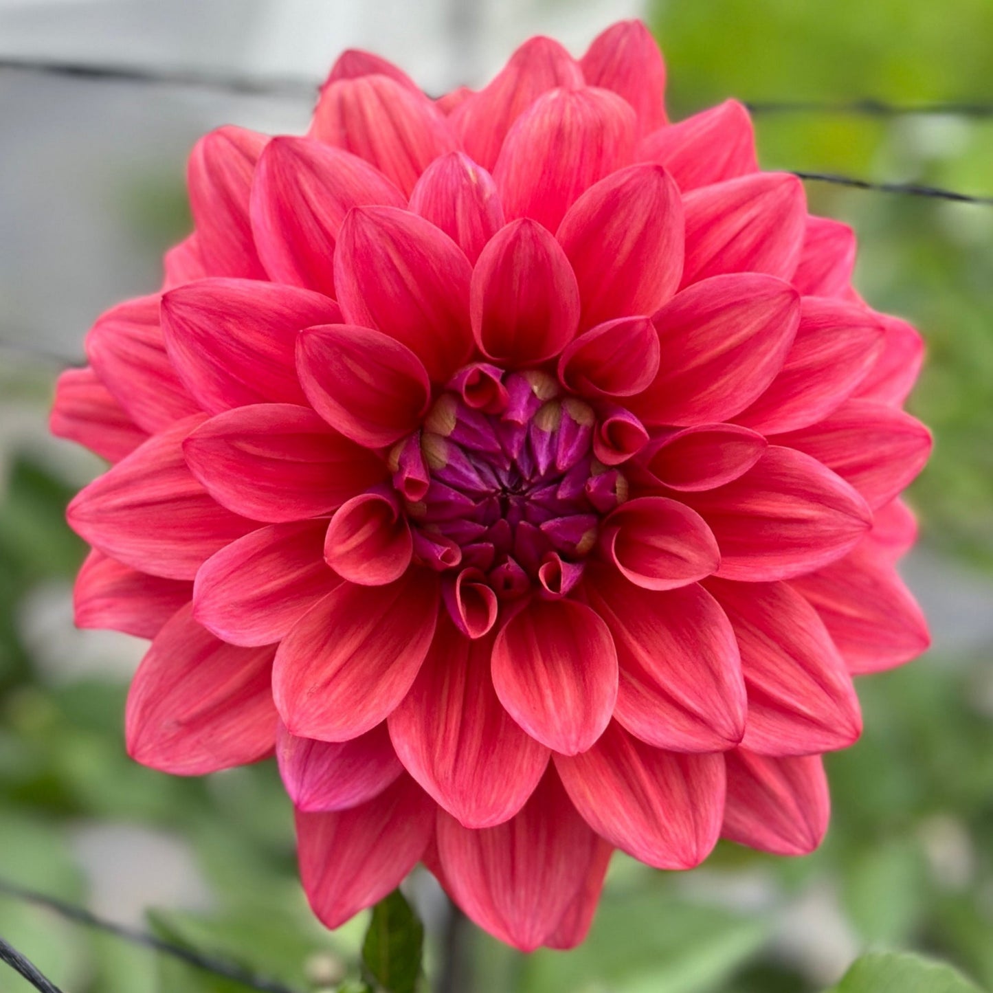 American Dawn dahlia