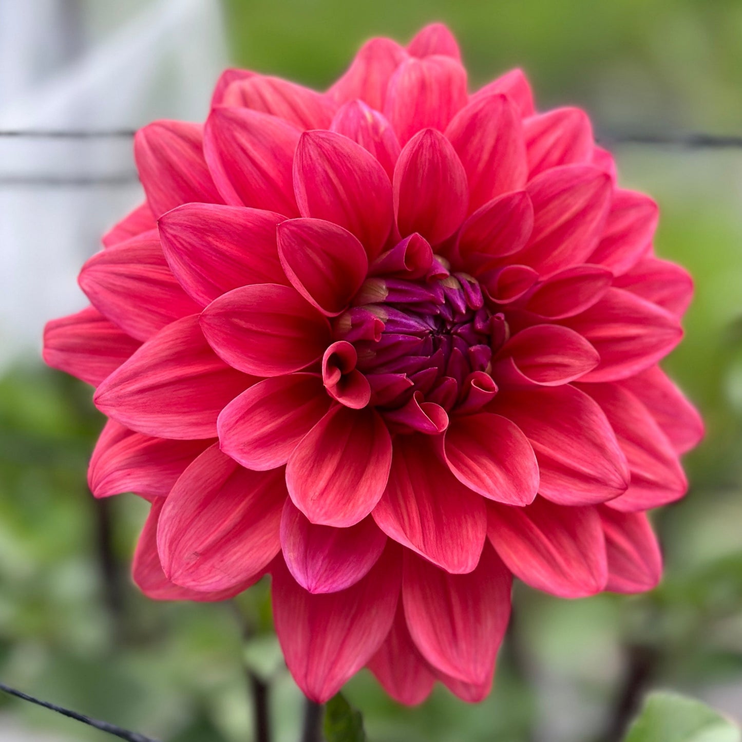 American Dawn Dahlia