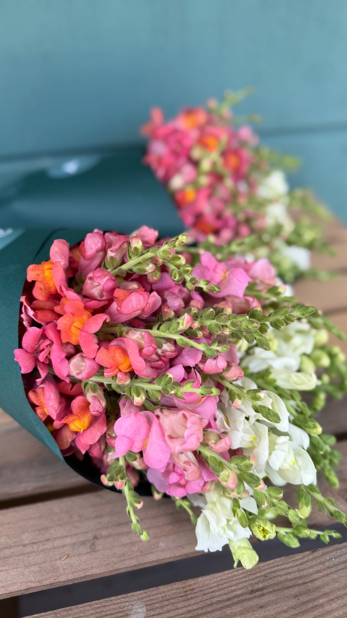 Wrapped Snapdragon Bouquet Pre-Order