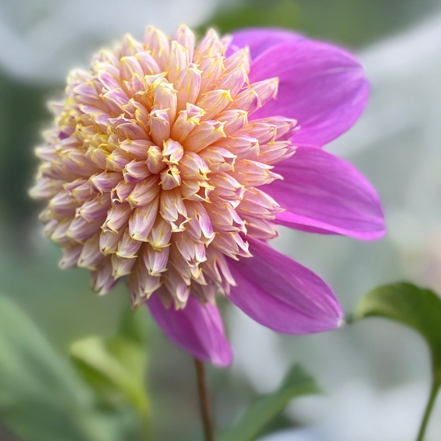 Pink petaled flower with fluffy yellow center