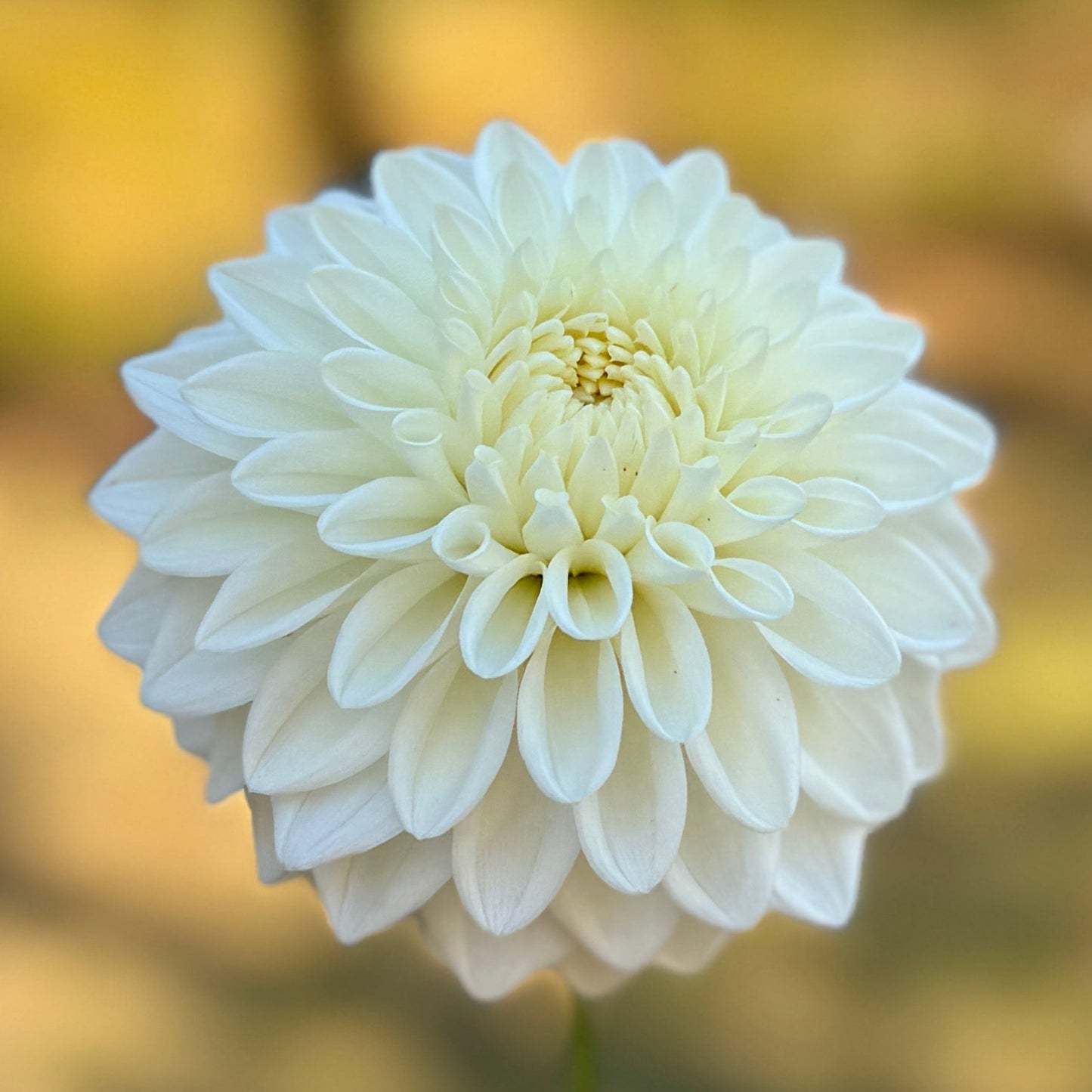 Boom Boom White Dahlia