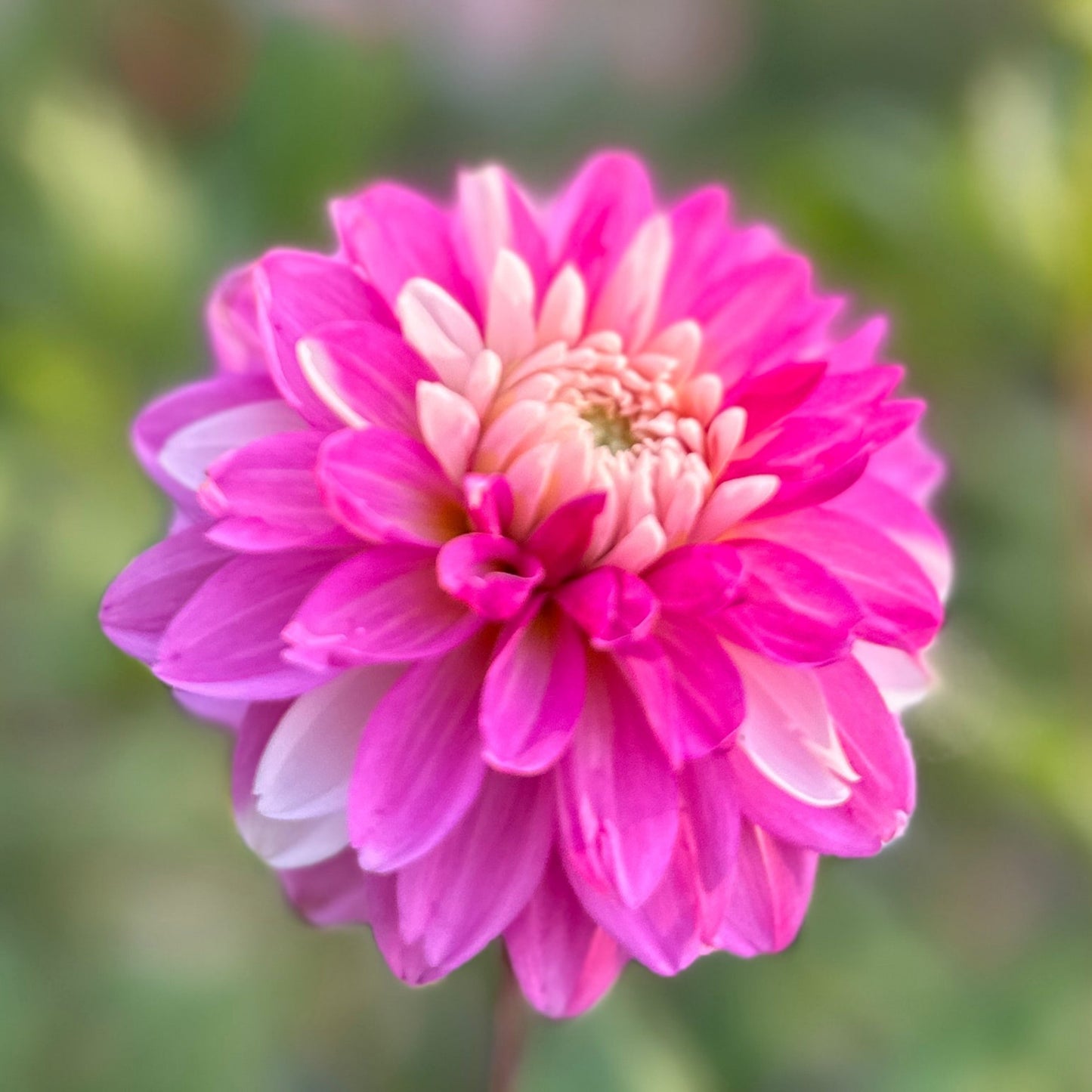 Budapest blush dahlia