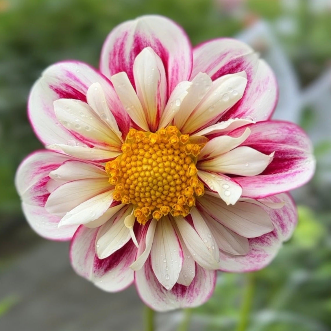 Bumble Rumble dahlia