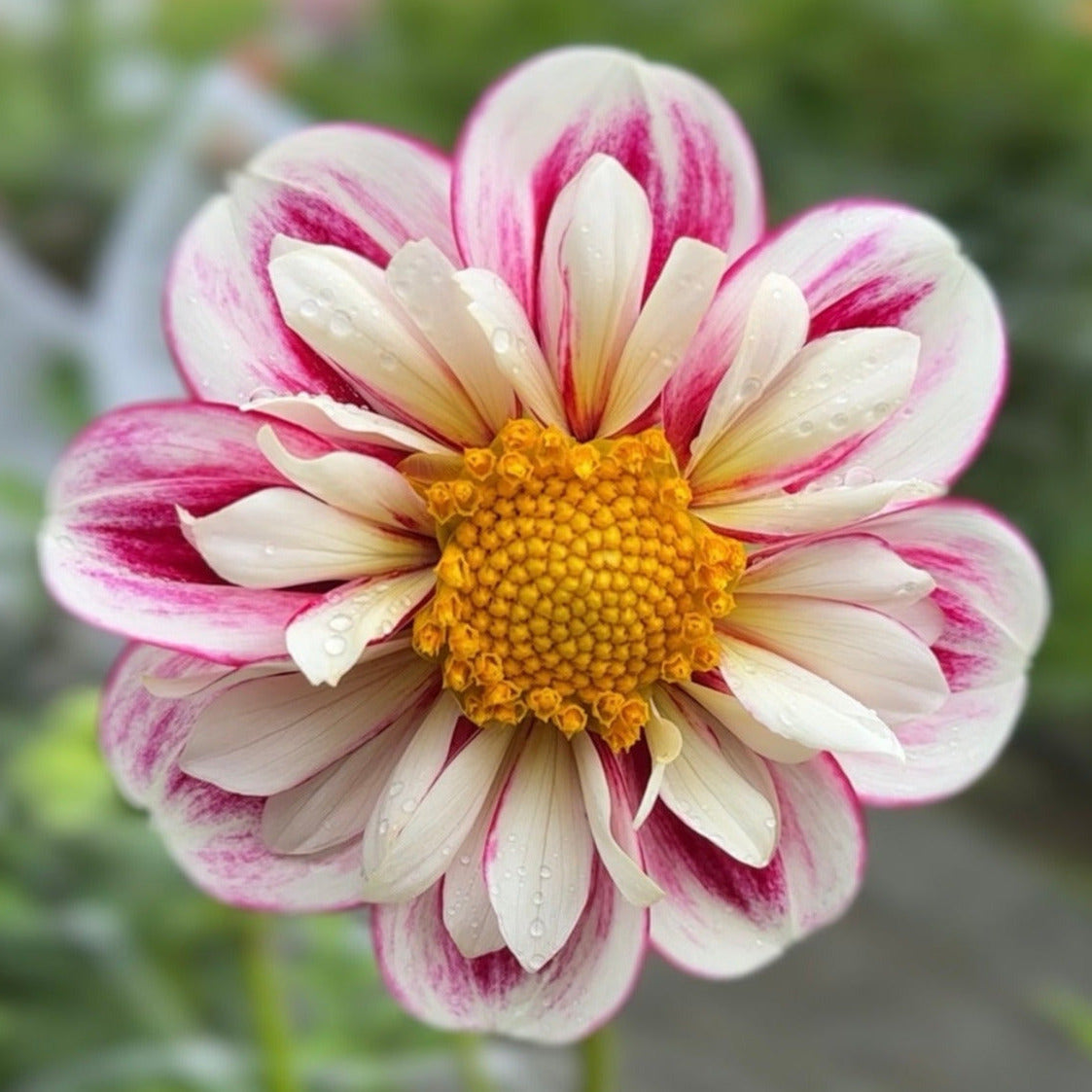 Bumble Rumble dahlia