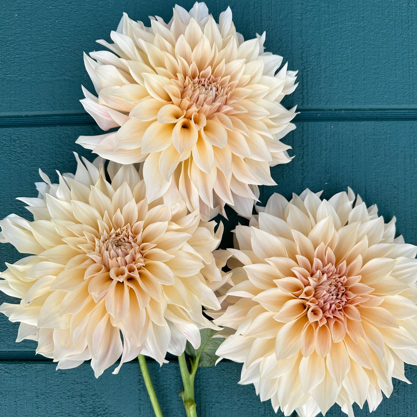 three cream flowers on a teal background. Cafe Au Lait Dahlia Tuber