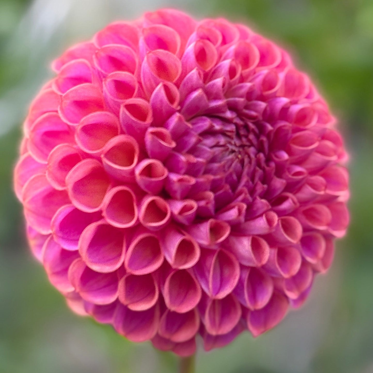 Close-up of a pink flower with a blurred natural background