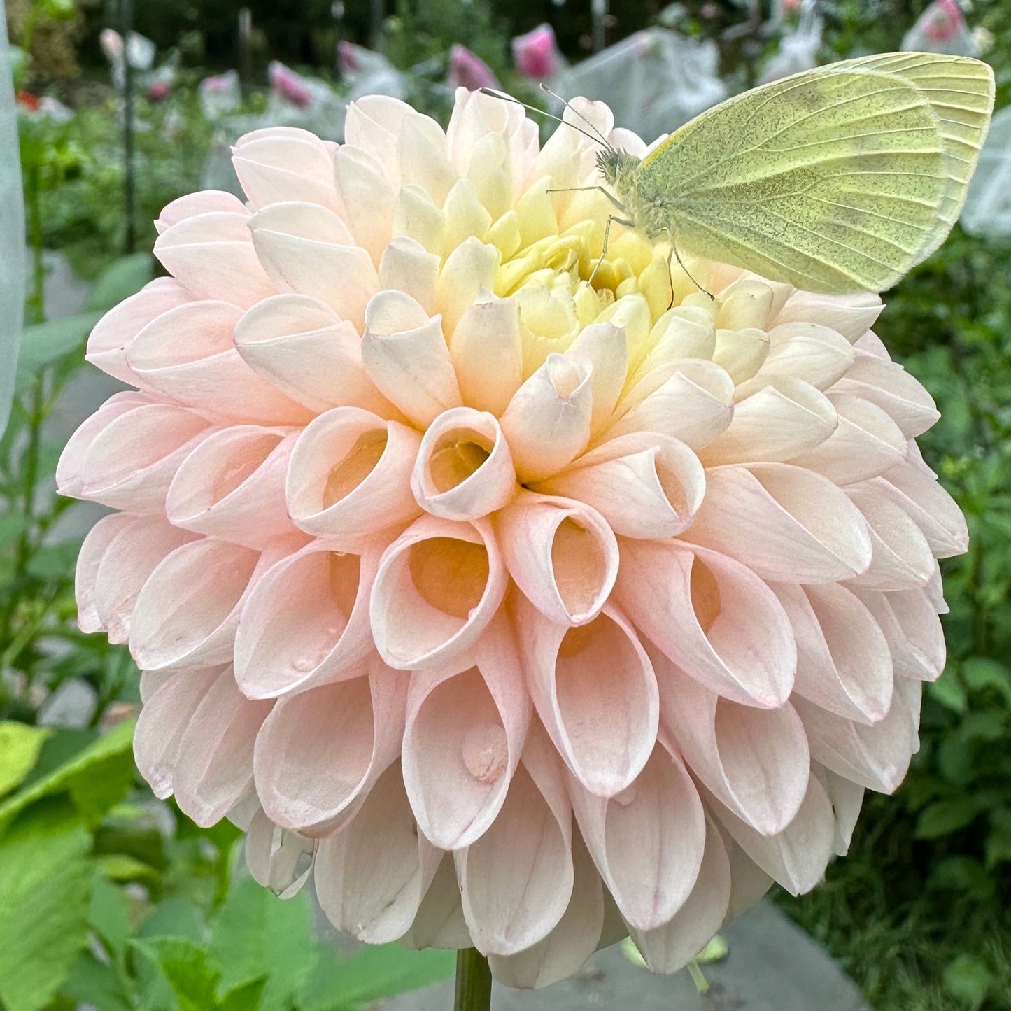 A pink miniature ball plant with a butterfly on it, displayed outdoors.