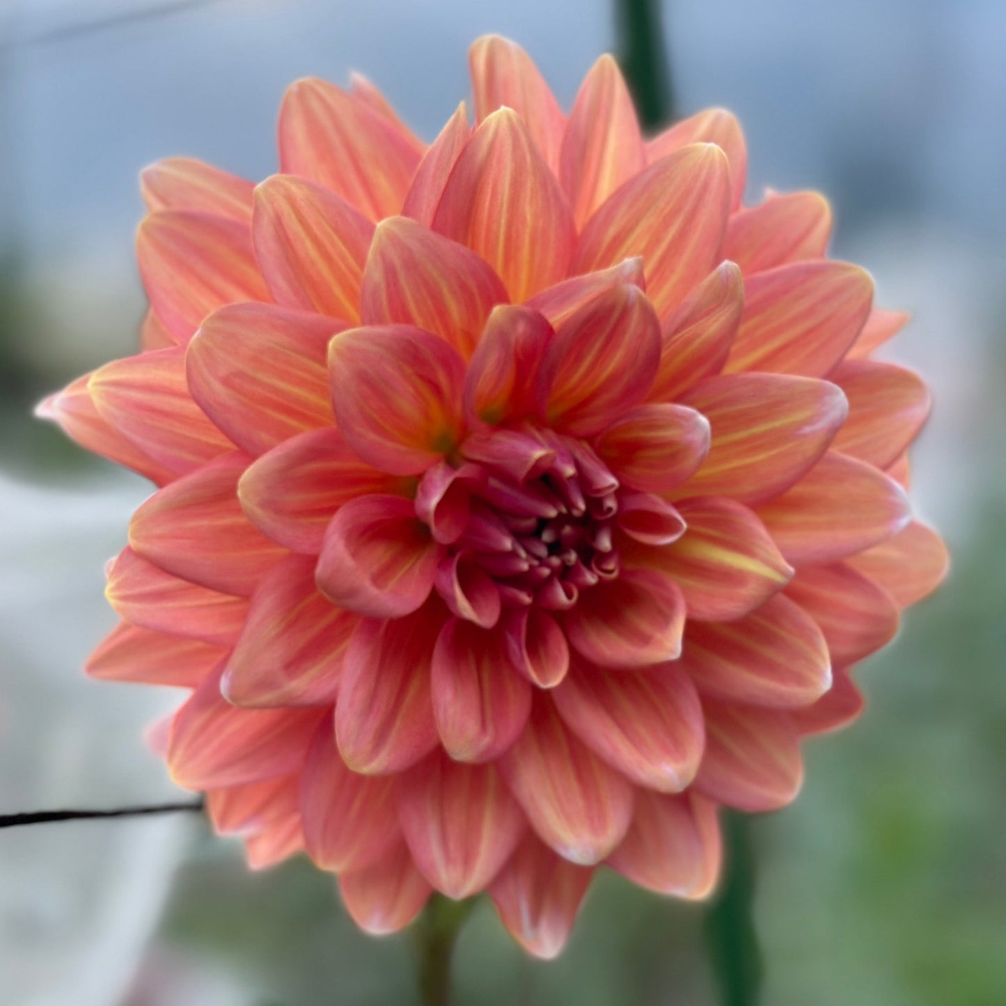 A close-up image of a pink Dahlia flower with a decorative form and formal shape, showing its petals clearly.