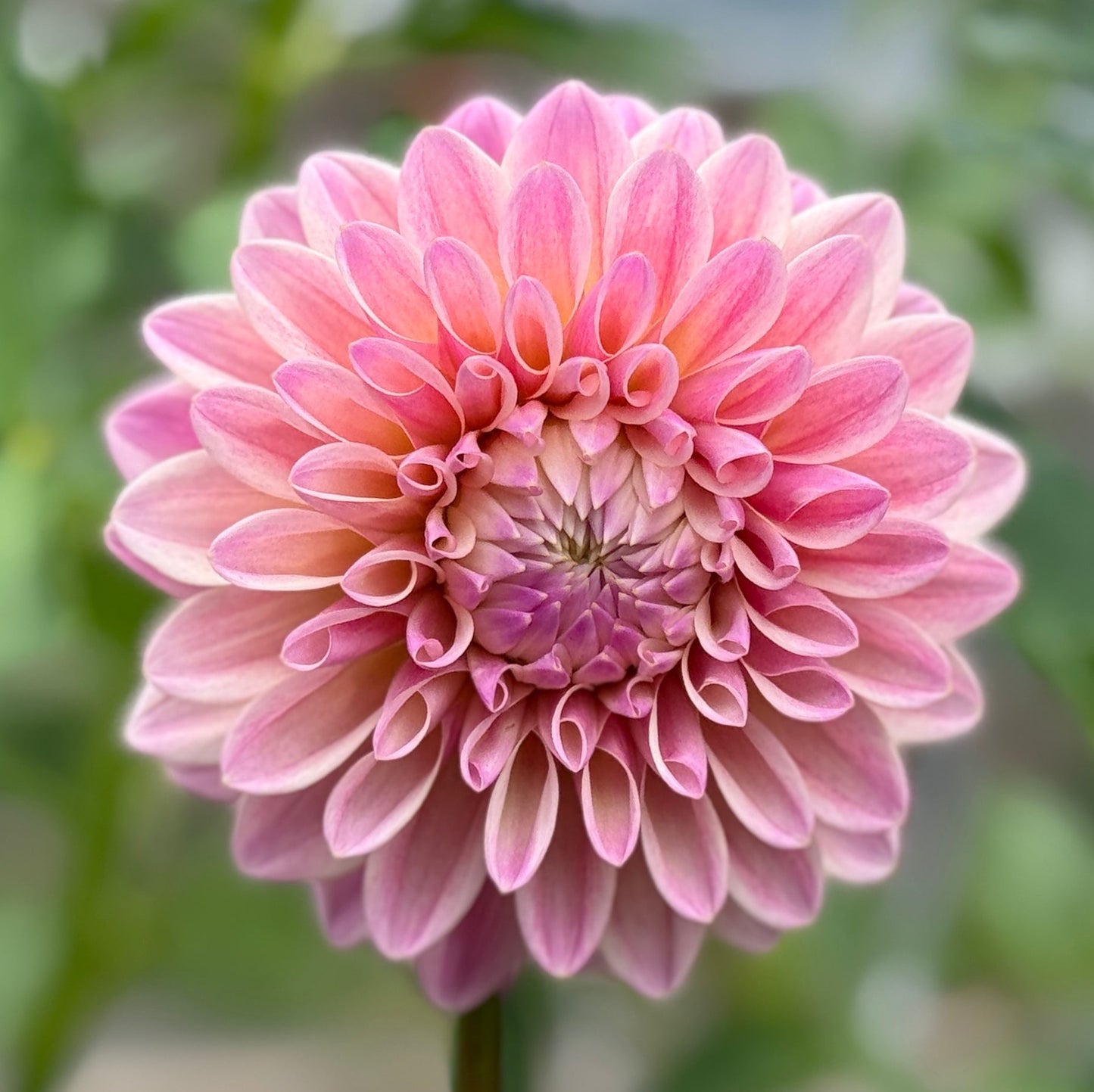Pink flower with a blurred green background