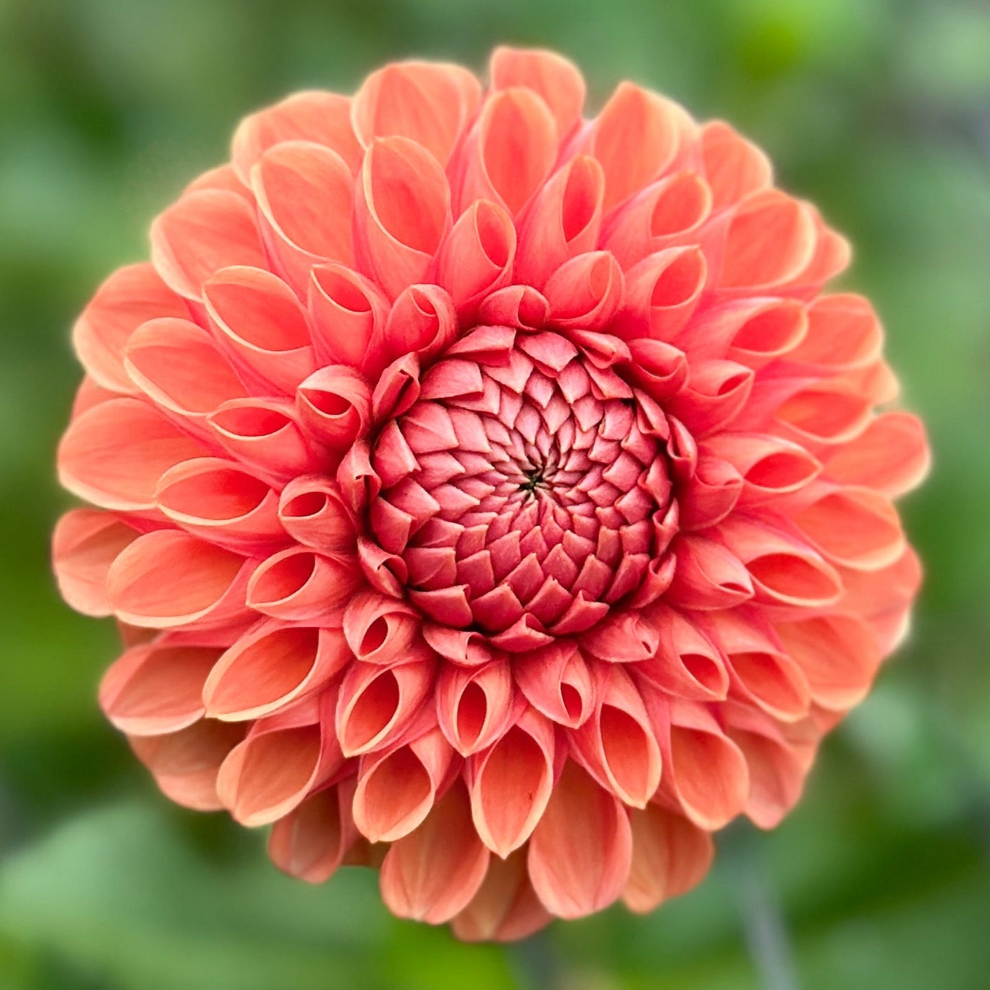 A vibrant orange dahlia flower with a blurred green background.