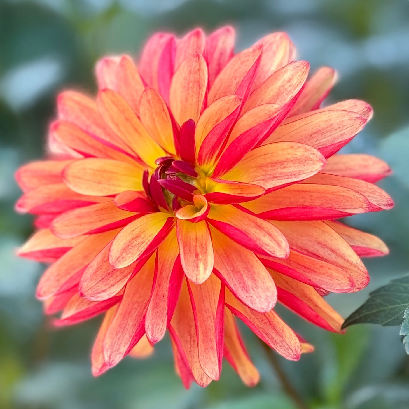 Close-up of a vibrant orange and yellow flower with green leaves in the background.