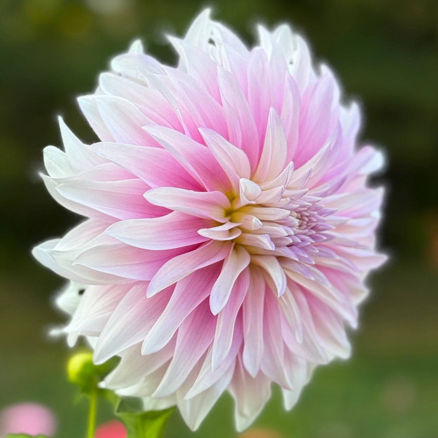 Pink dahlia flower with a blurred green background