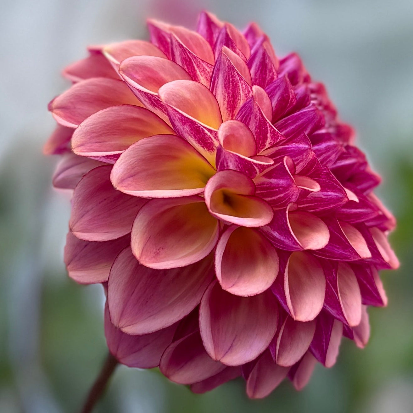 Close-up of a pink flower with a blurred background