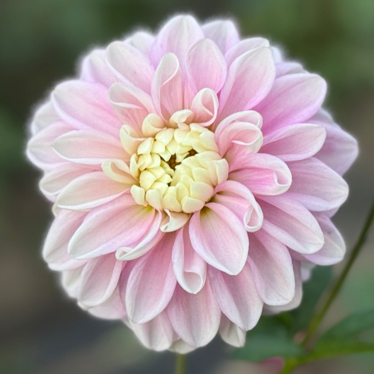 Pink flower with a blurred green background. Fluffles Dahlia Tuber