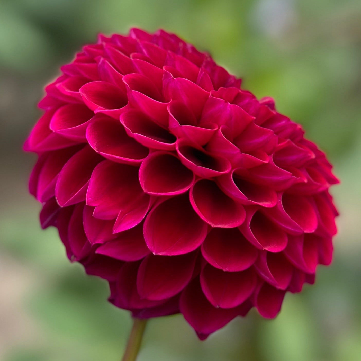A red dahlia up close