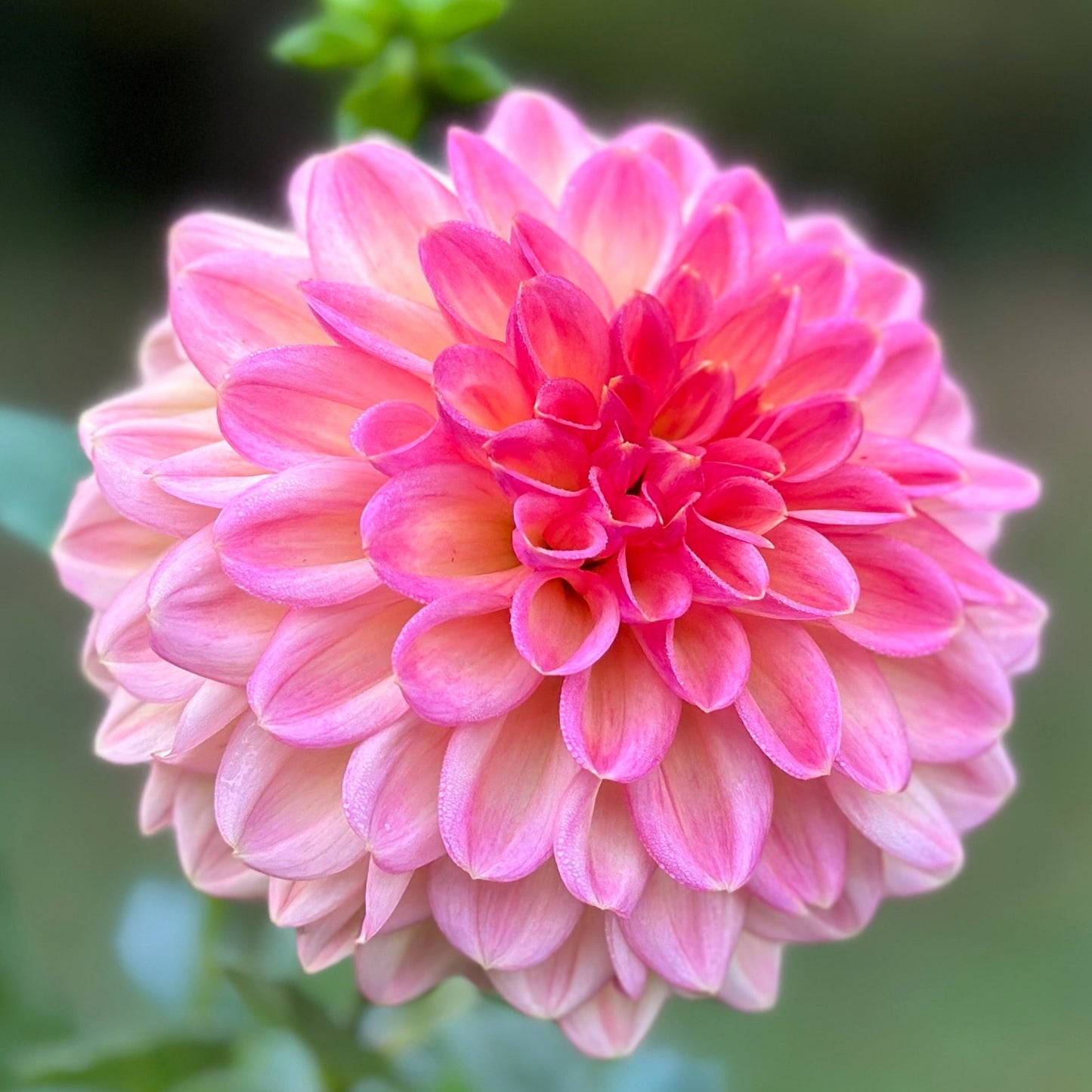 An up close shot of a pink dahlia