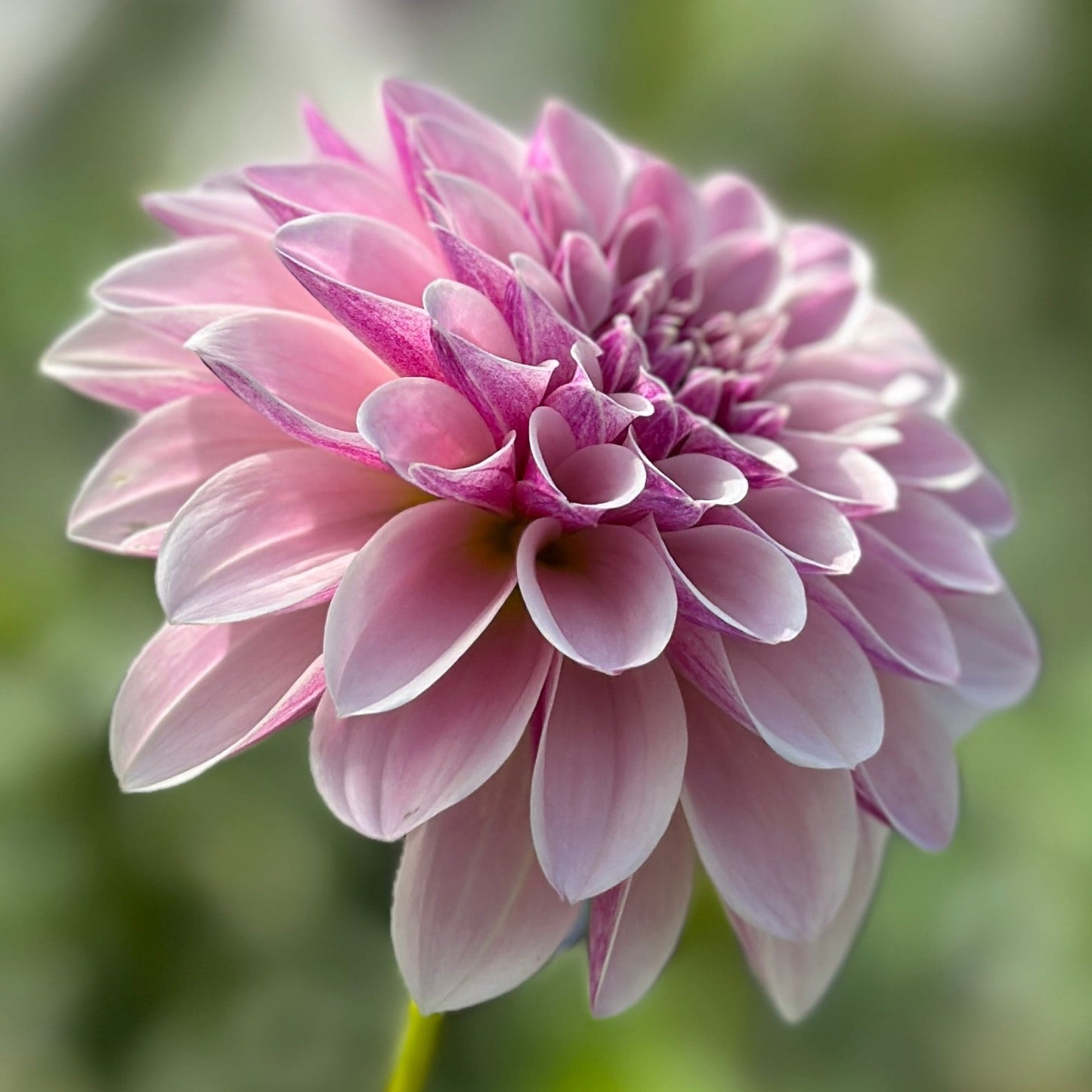 Salish Twilight Girl