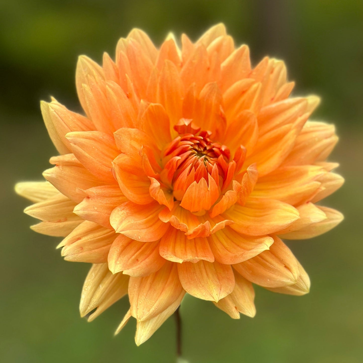 Glorie Van Noordwijk