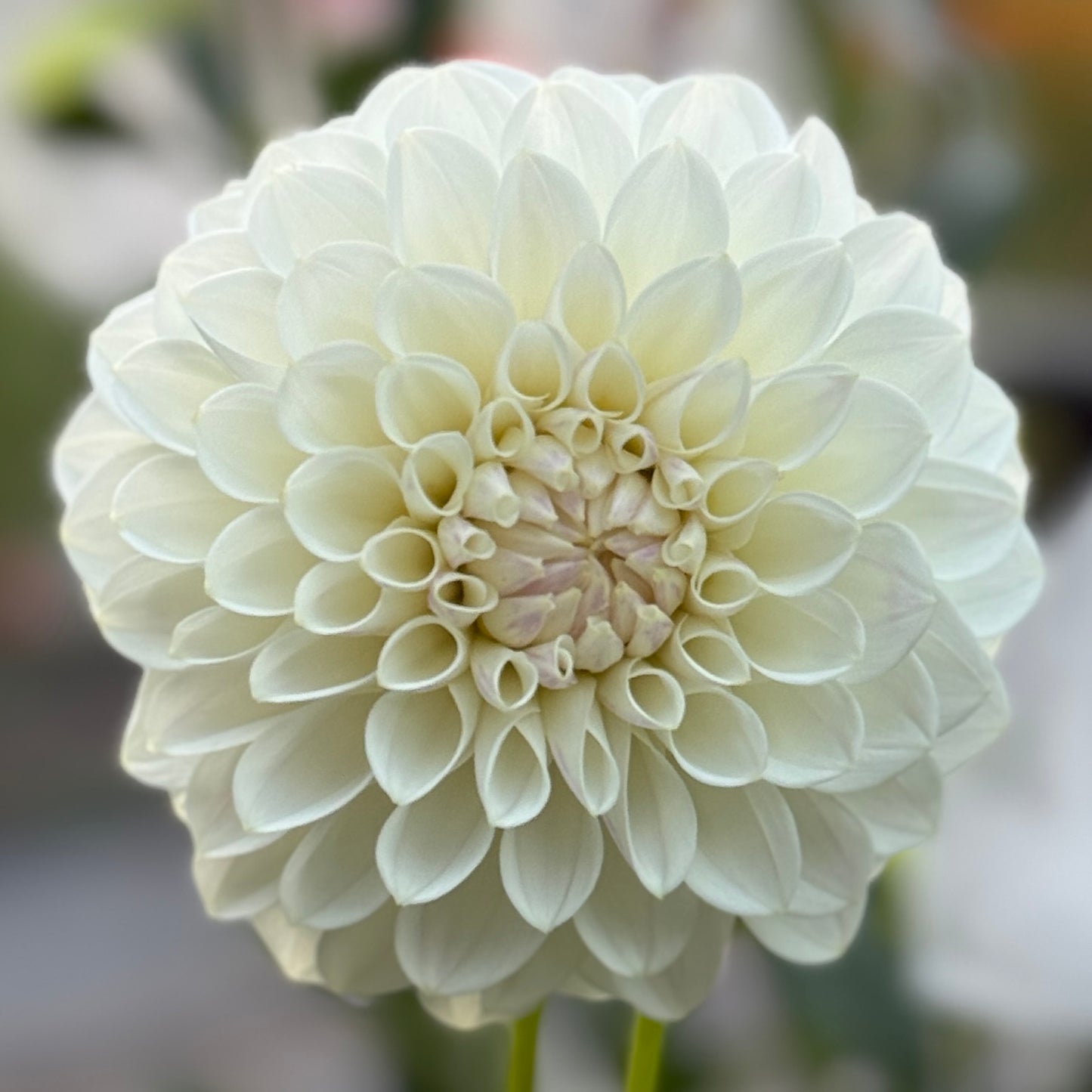 White bloom on blurred background