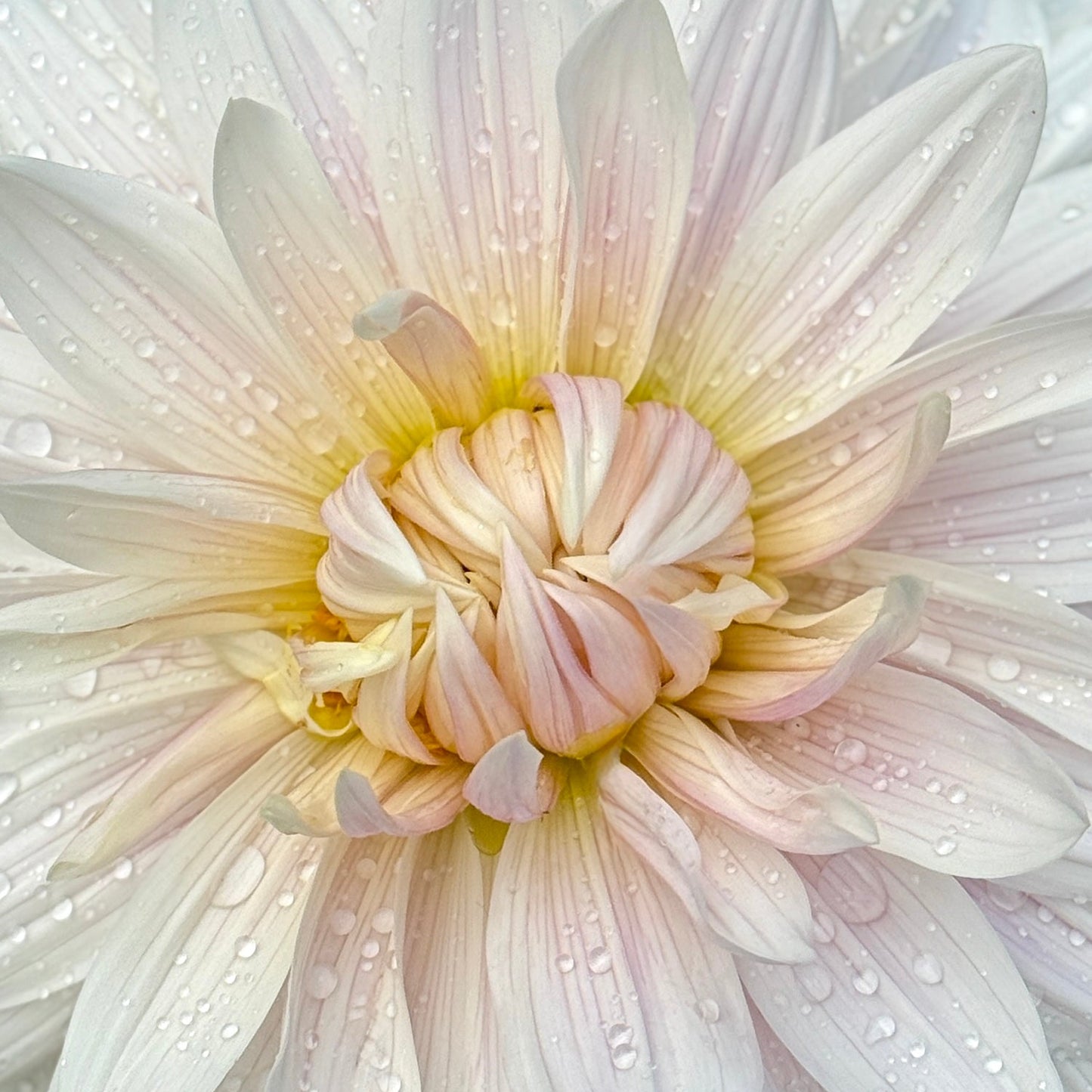 Close-up of a white flower with water droplets on its petals.