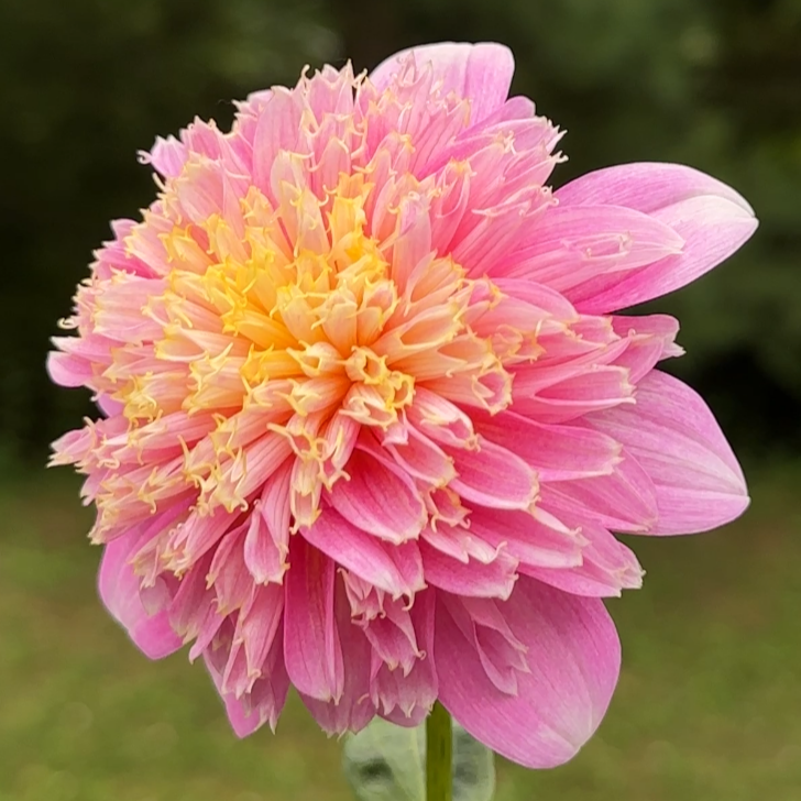Sandia Pouffe dahlia