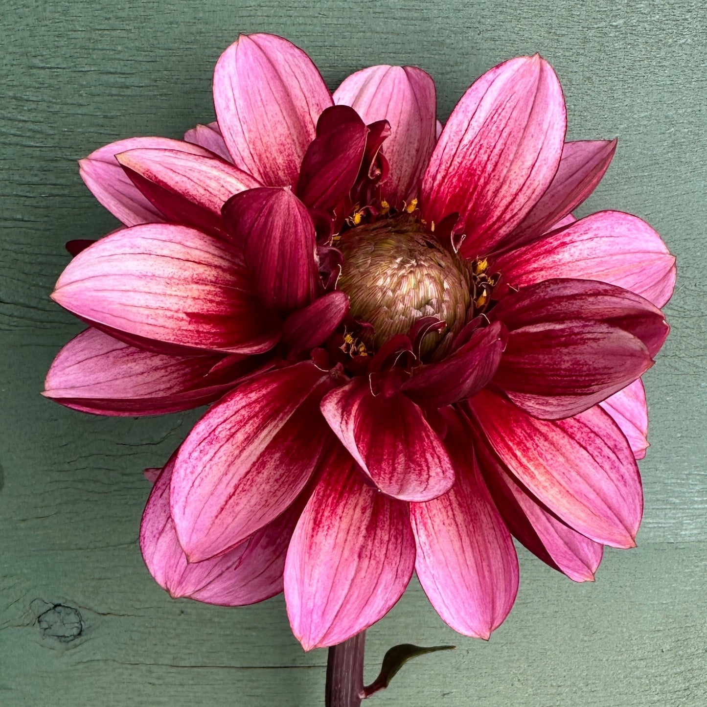 A dark pink and red dahlia up close