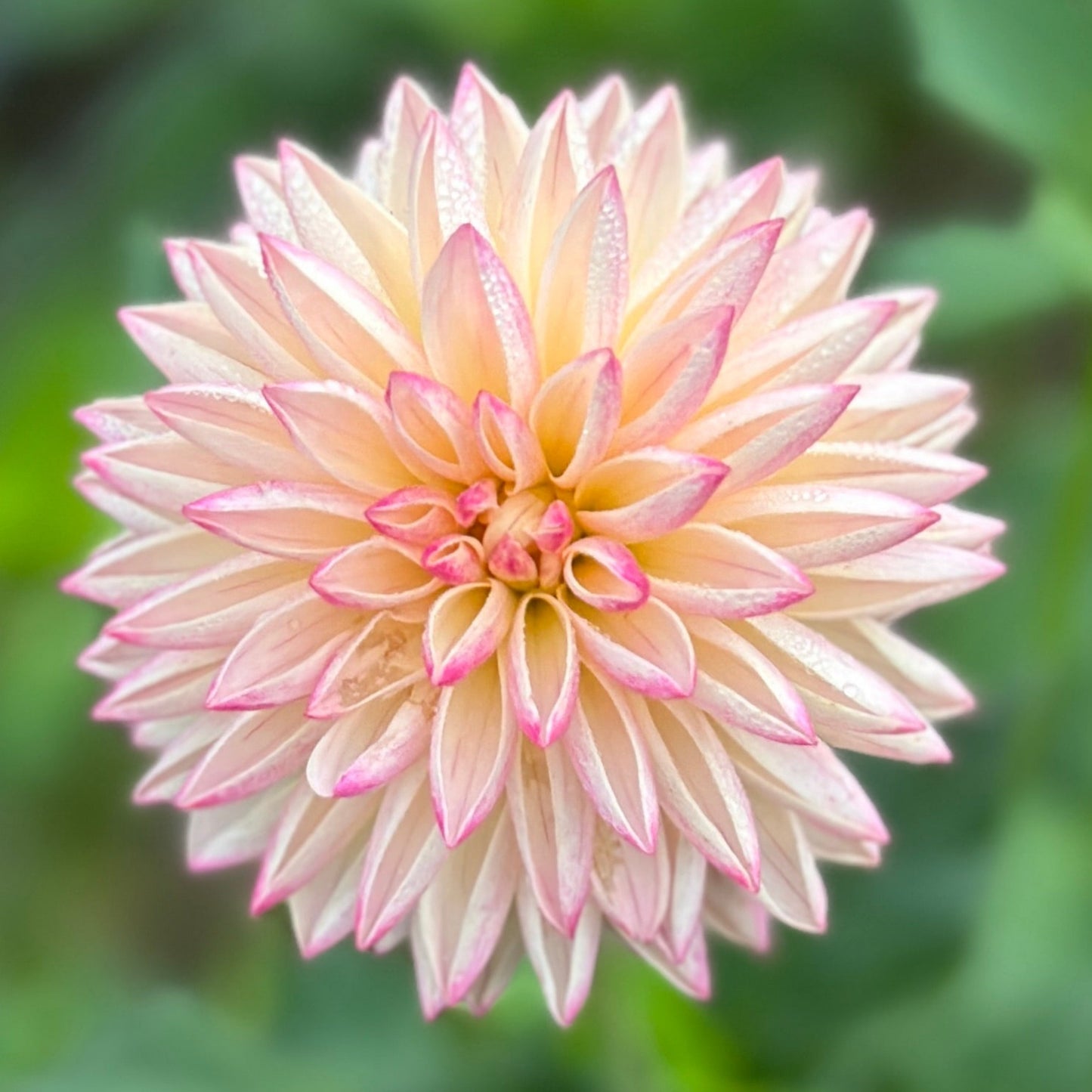 Pink flower on blurred background