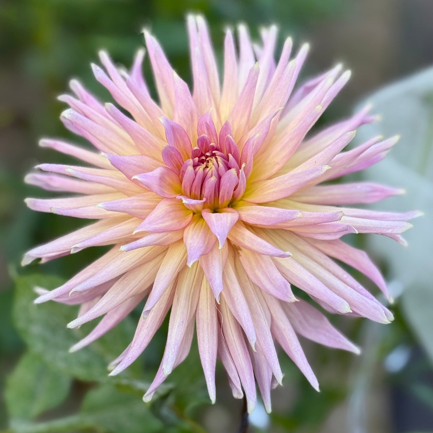 Pink flower with a blurred green background