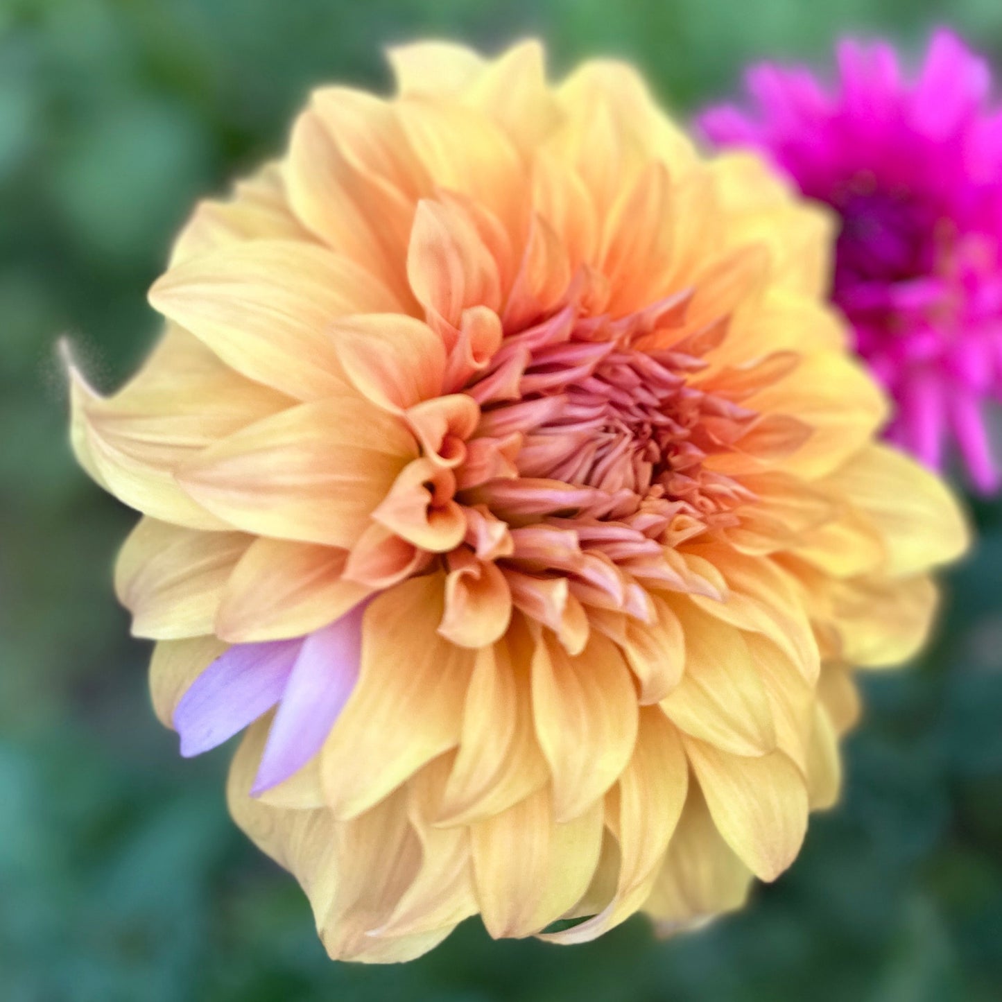 Wyns Moonlight Sonata dahlia