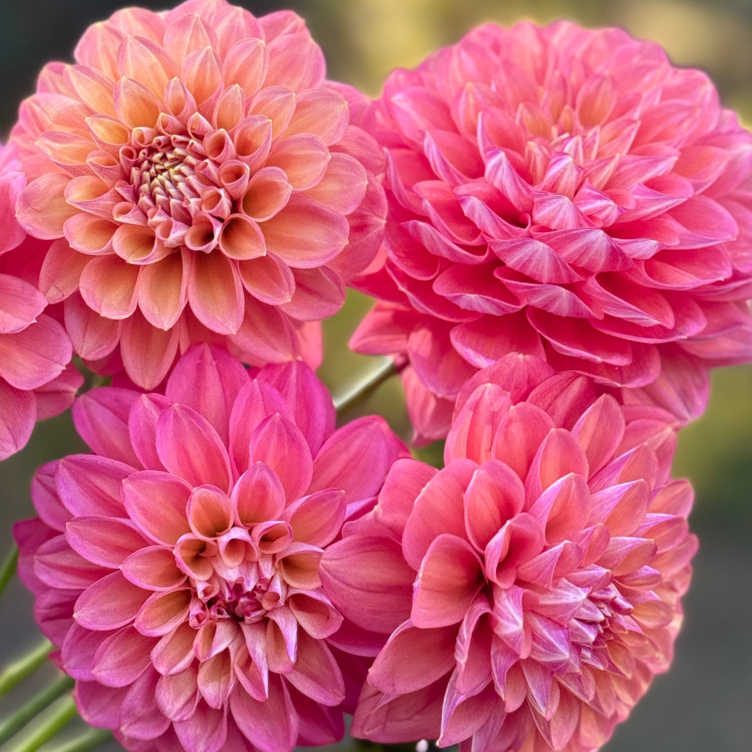 Close-up of pink dahlias with a blurred natural background