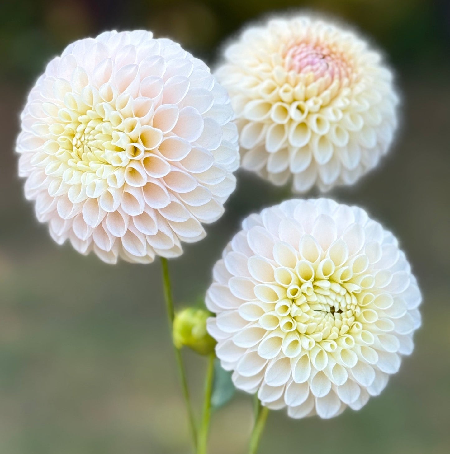 Three white flowers held in a hand with a blurred natural background