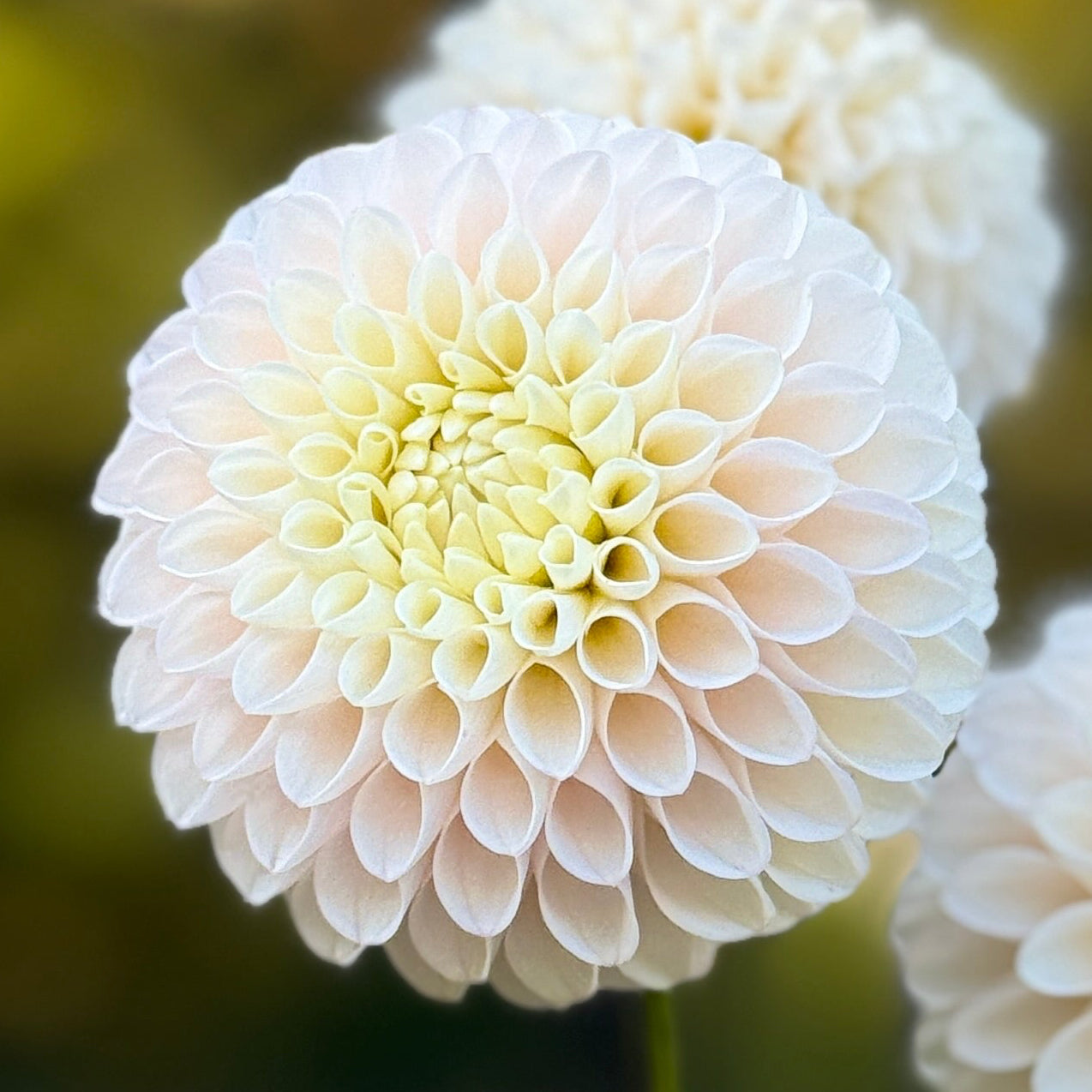 White flowers with a blurred green and brown background