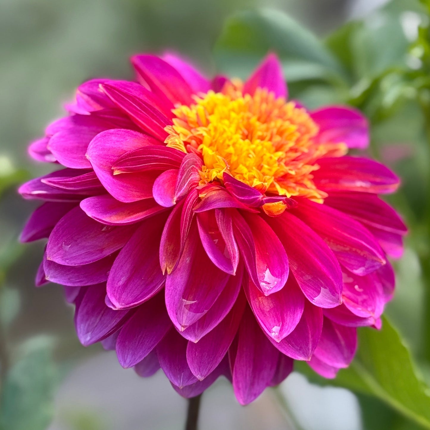 Pink flower with yellow center in a natural setting- wannabee dahlia tuber