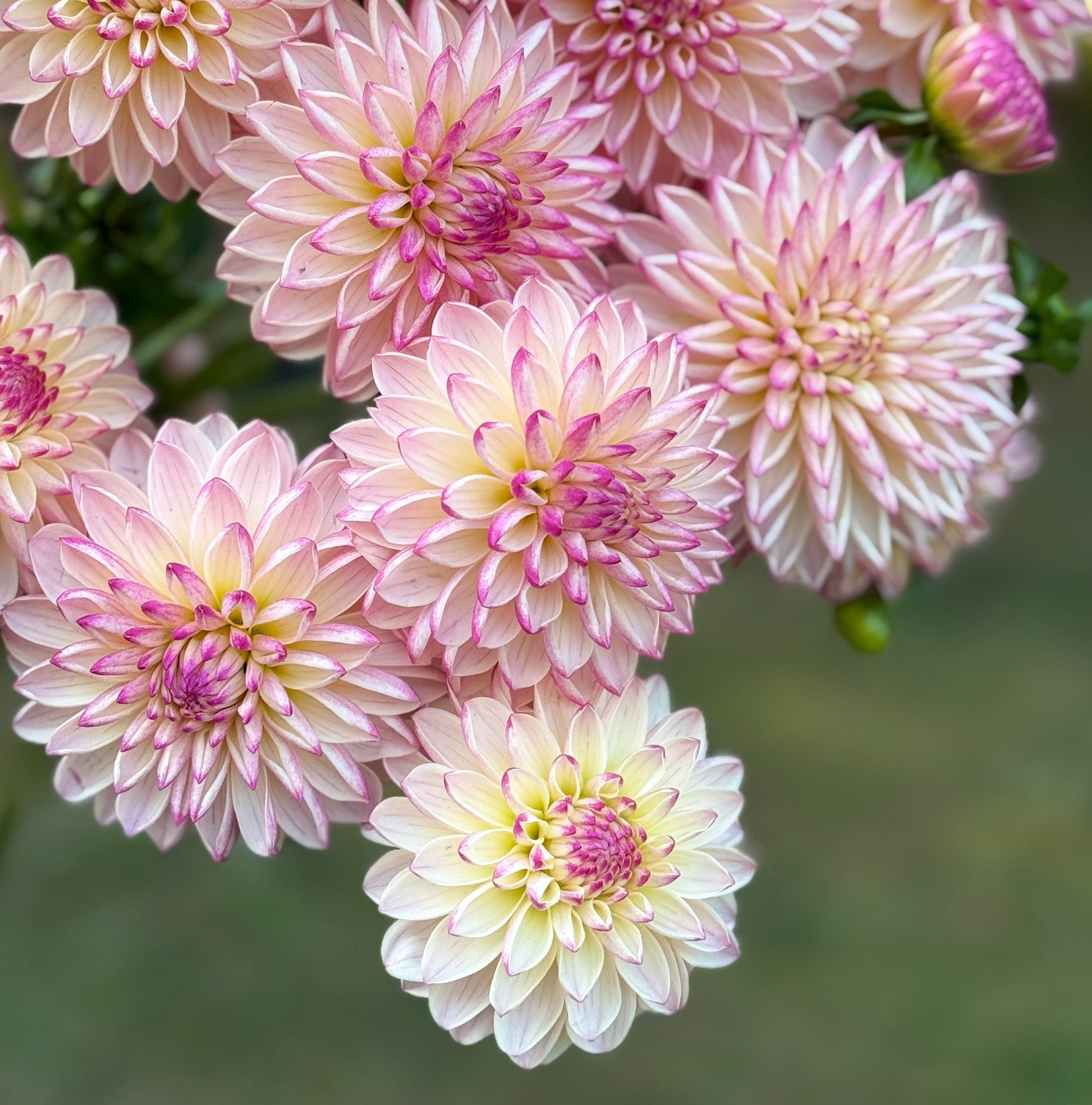 Close-up of pink and white dahlias with a blurred green background