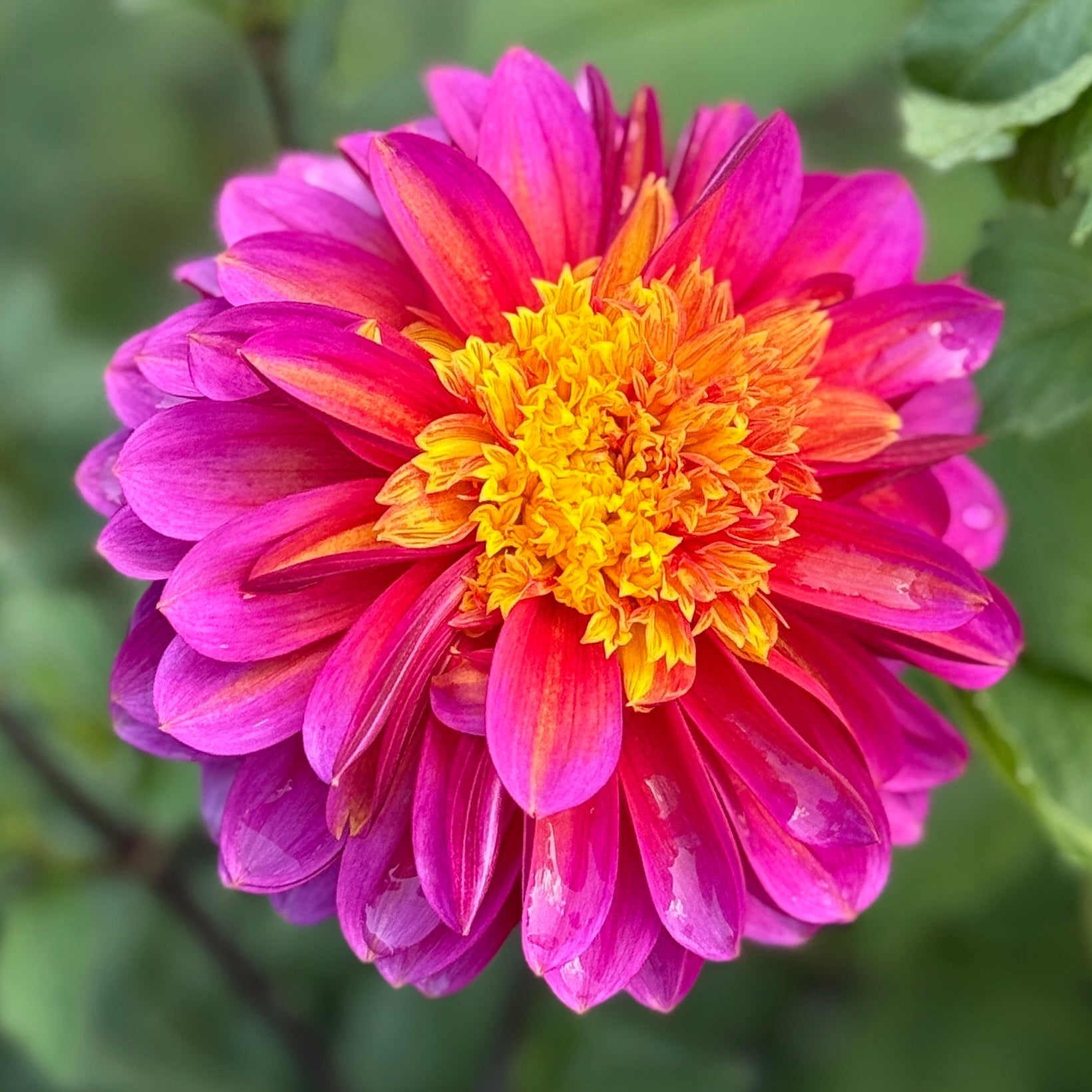 Multicolored flower with green leaves in the background. wannabee dahlia tuber