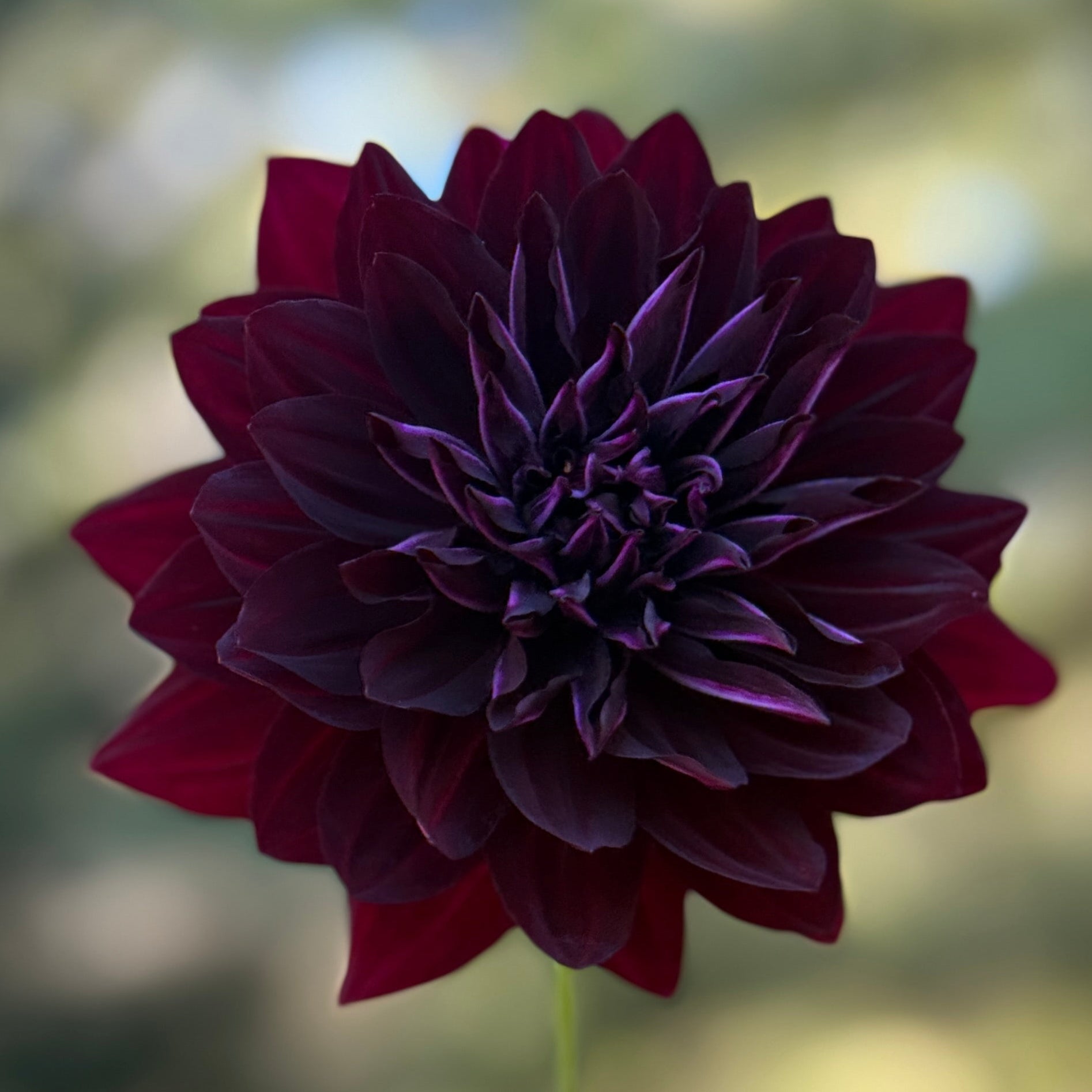 Dark purple flower with a blurred green background