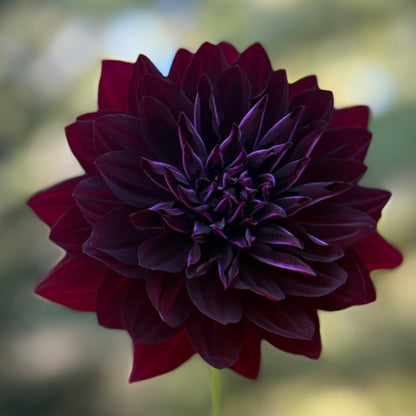 Dark purple flower with a blurred green background