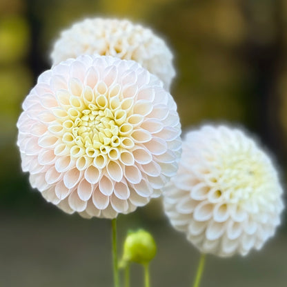 Close-up of three white flowers with a blurred natural background
