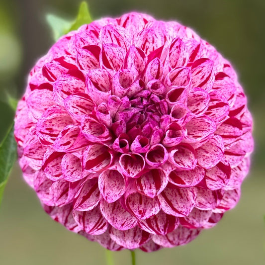 Close-up of a pink flower with green leaves on a blurred natural background