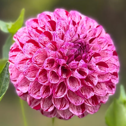 A ball dahlia with red speckles.