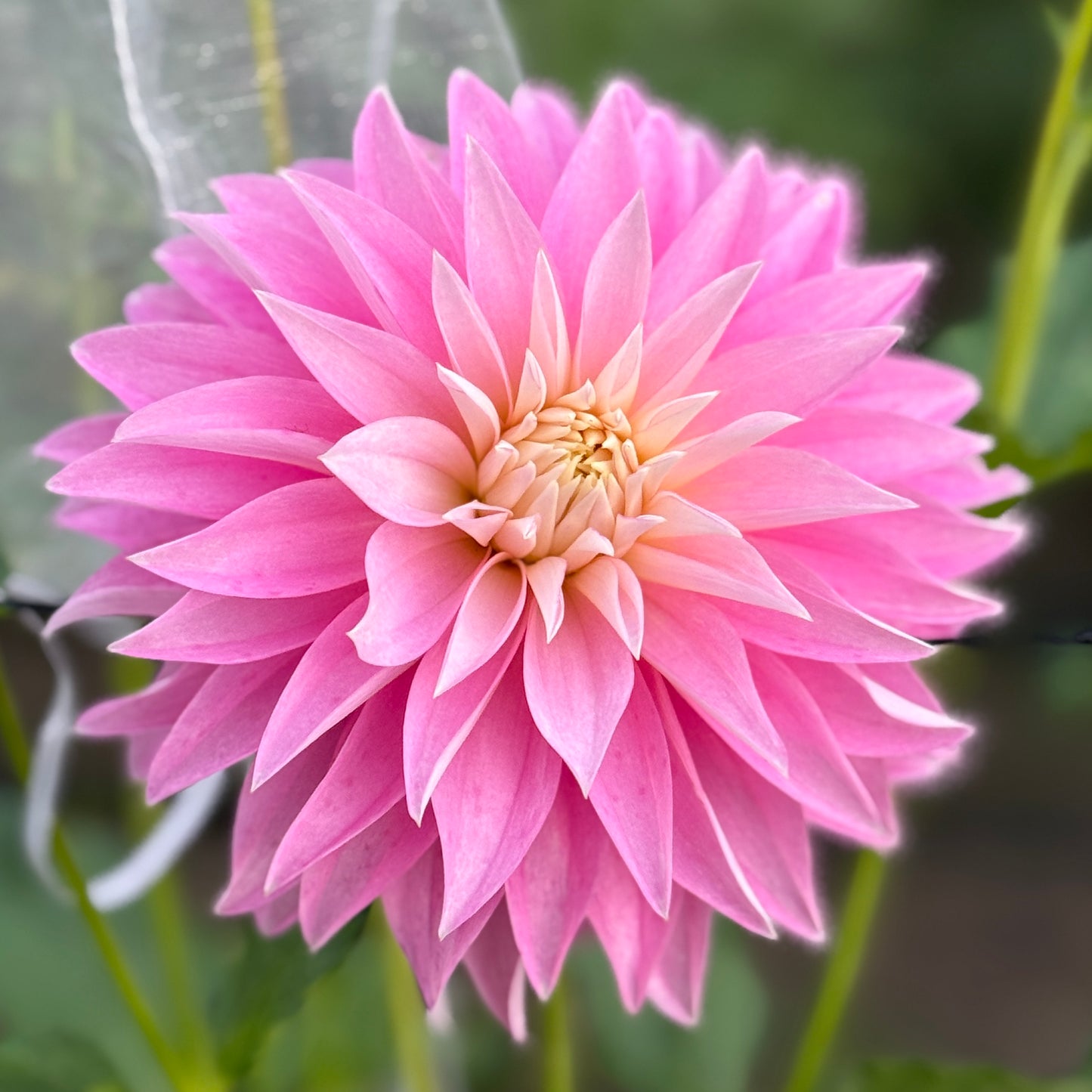 Close-up of a pink flower with a blurred green background