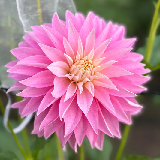Close-up of a pink flower with a blurred green background