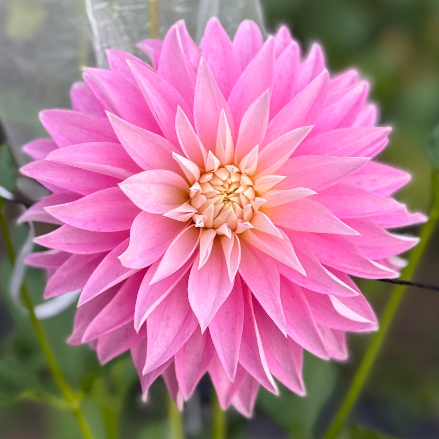 Close-up of a pink flower with a blurred green background