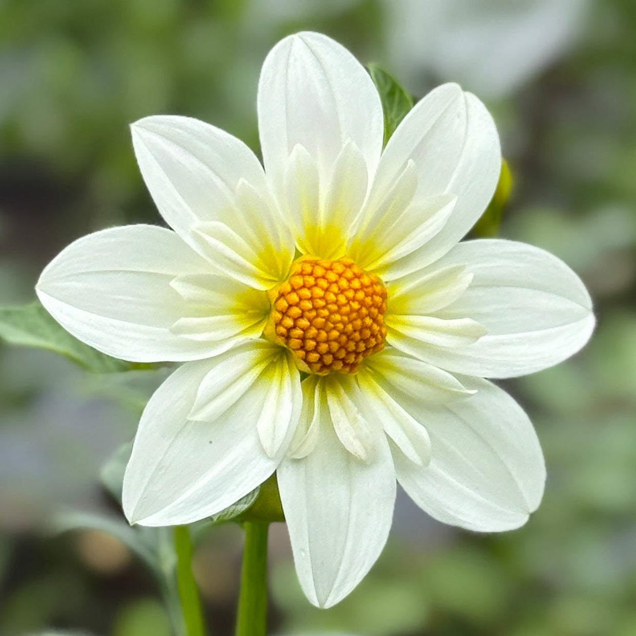 White dahlia flower with a yellow center against a blurred green background