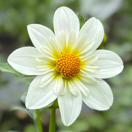 White dahlia flower with a yellow center against a blurred green background